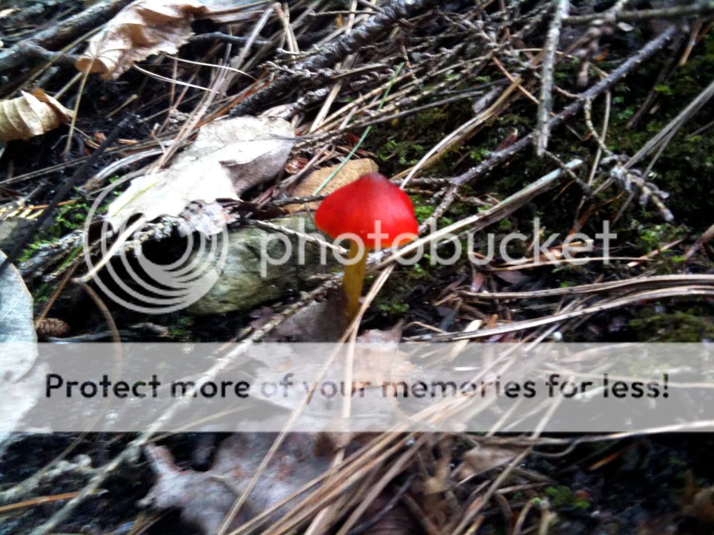 Northern Michigan fall mushrooms & scenery