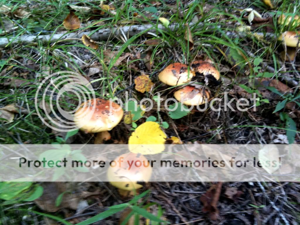 Northern Michigan fall mushrooms & scenery