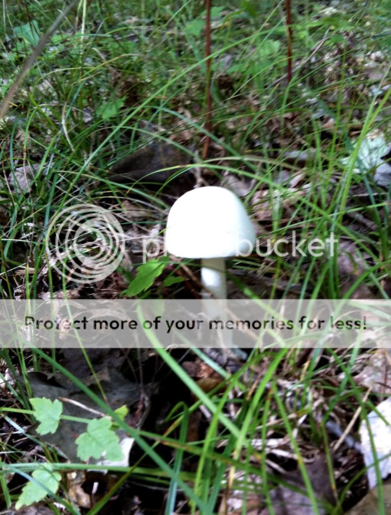 Northern Michigan fall mushrooms & scenery