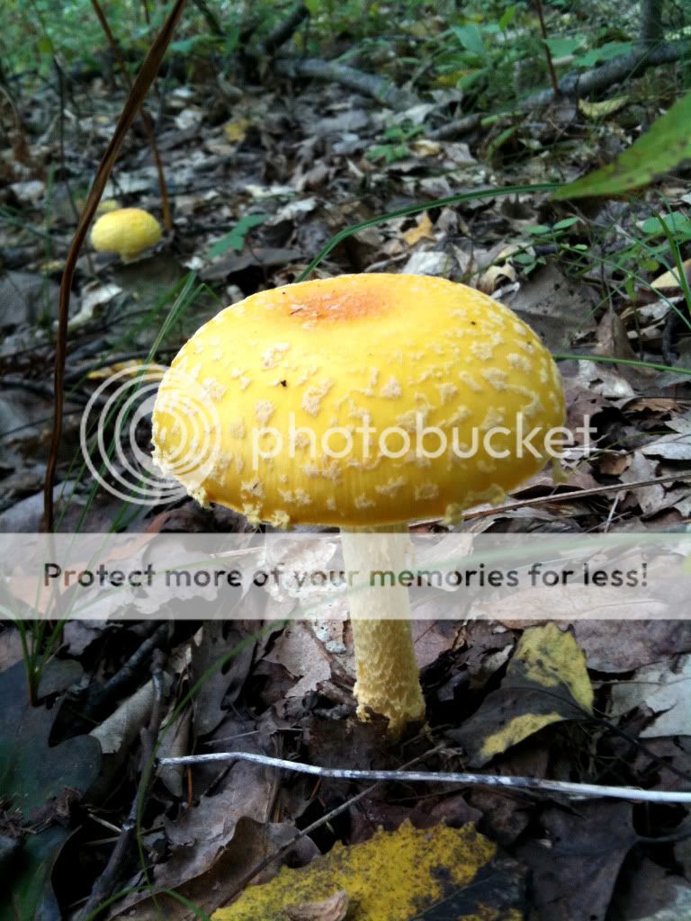 Northern Michigan fall mushrooms & scenery