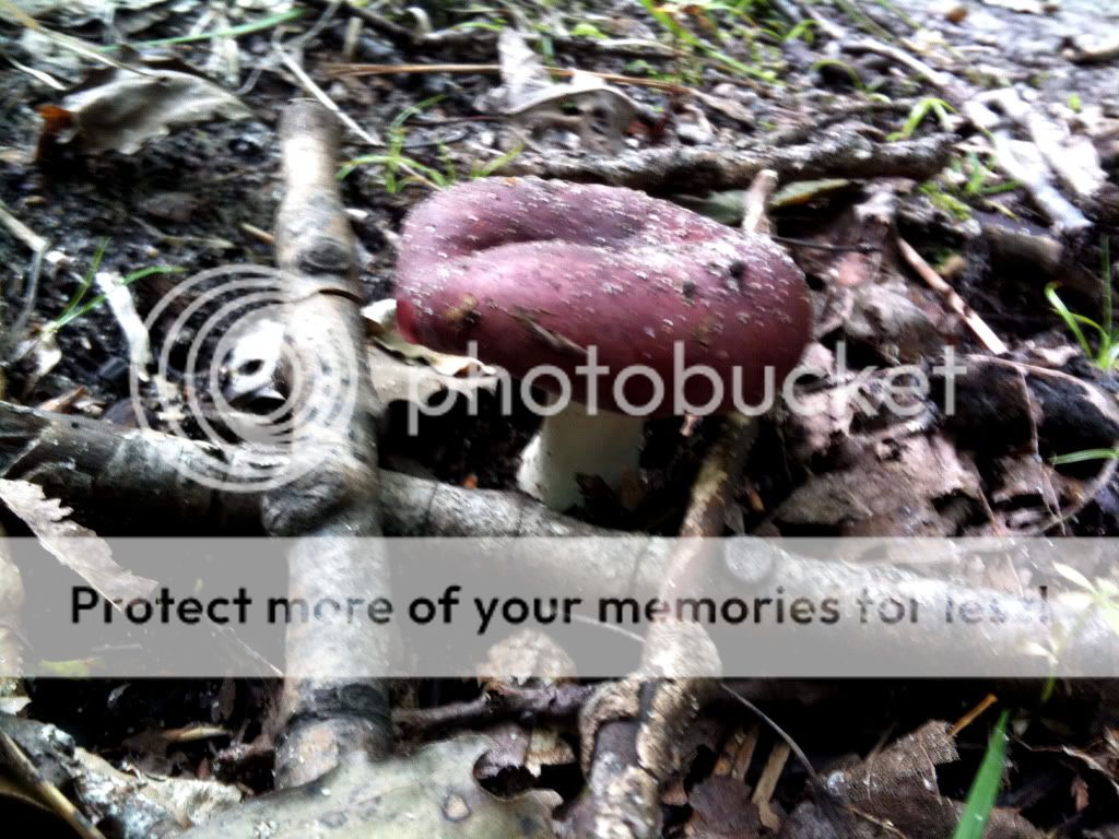Northern Michigan fall mushrooms & scenery