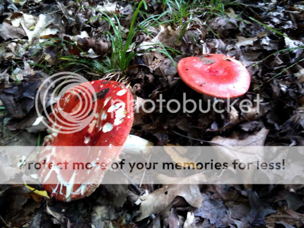Northern Michigan fall mushrooms & scenery