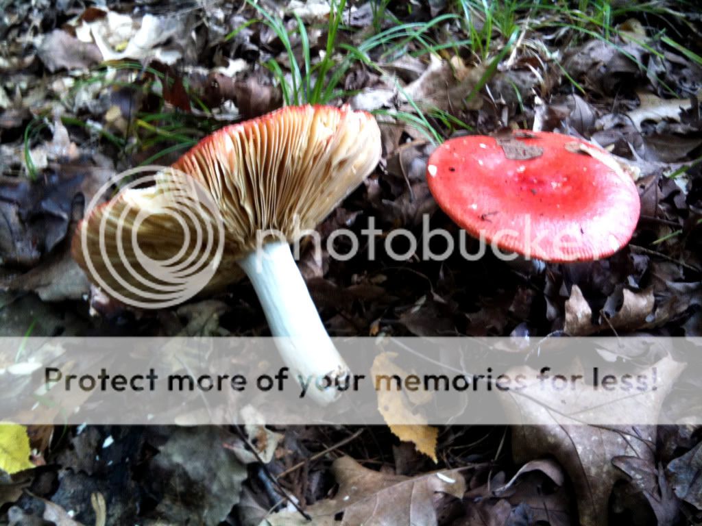 Northern Michigan fall mushrooms & scenery