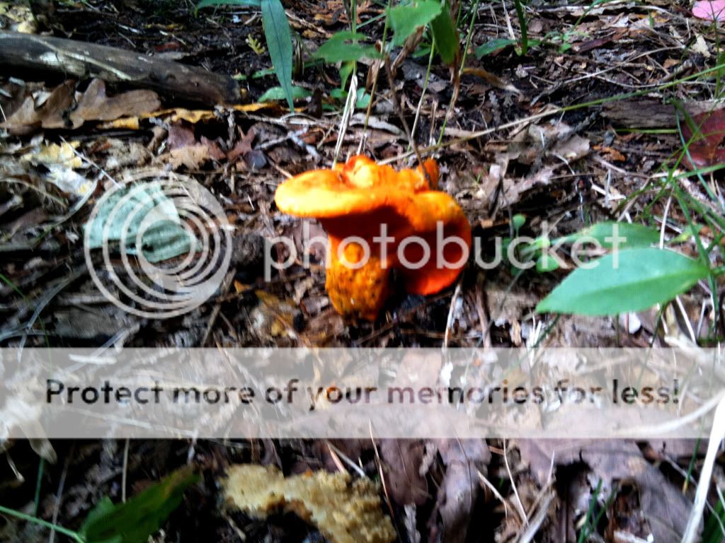 Northern Michigan fall mushrooms & scenery