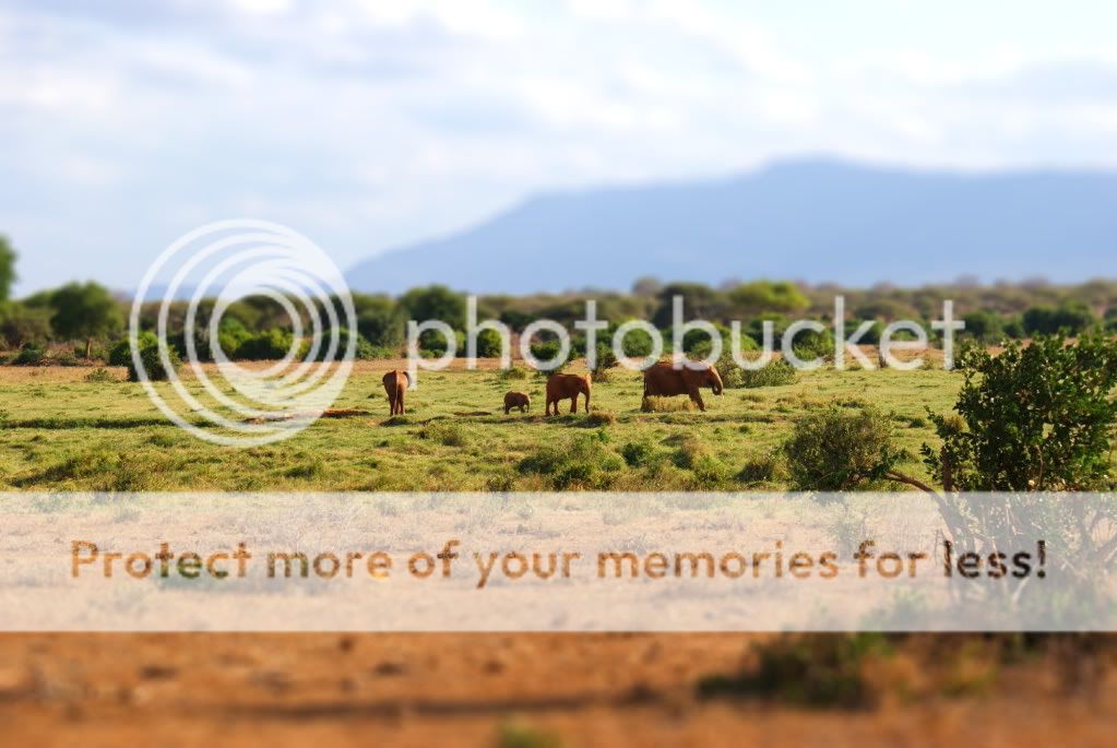 DSC01233-tiltshift.jpg