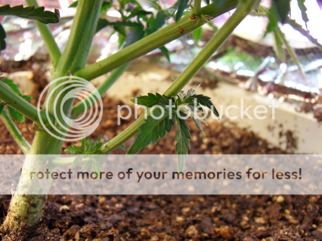 Posted Image