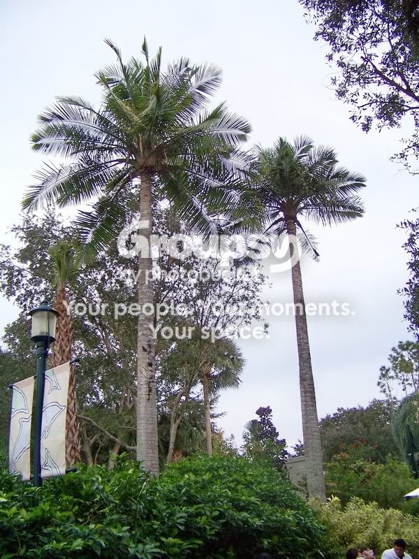 2 very tall Ravenea rivularis - DISCUSSING PALM TREES WORLDWIDE - PalmTalk