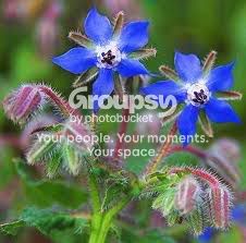 Borage